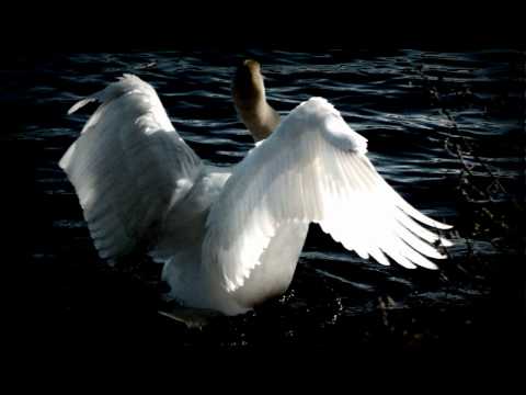 Tchaikovsky - Swan Lake (Swan Theme)