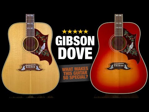 The Gibson Dove - A Big Maple Monster!